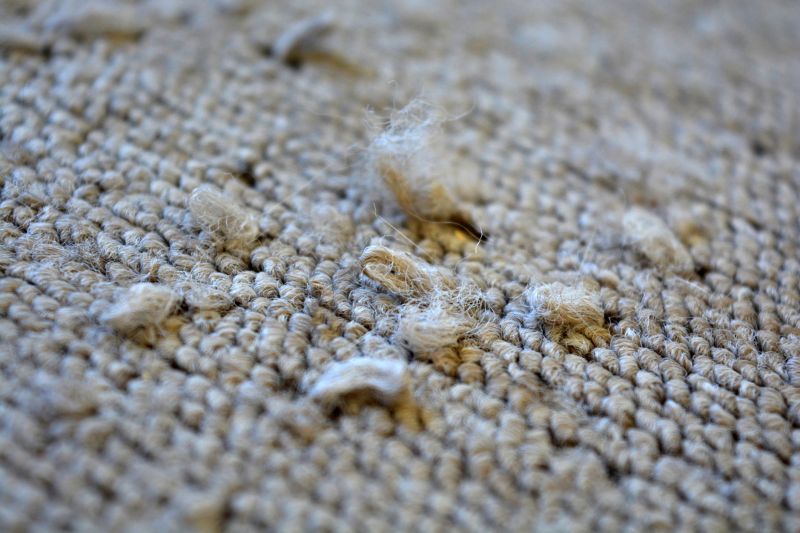 Pet Stain Carpet Repair in Kansas City, KS